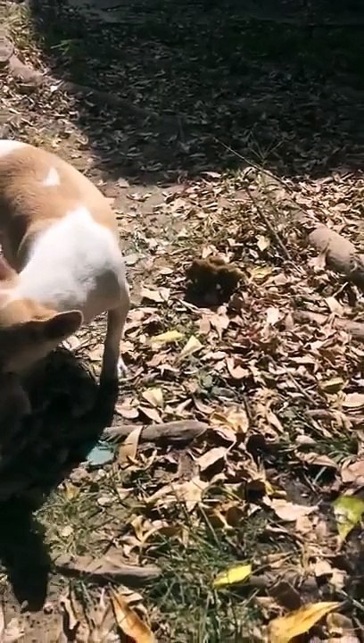 Right In The Feels: Momma Dog Buries Stillborn Pup