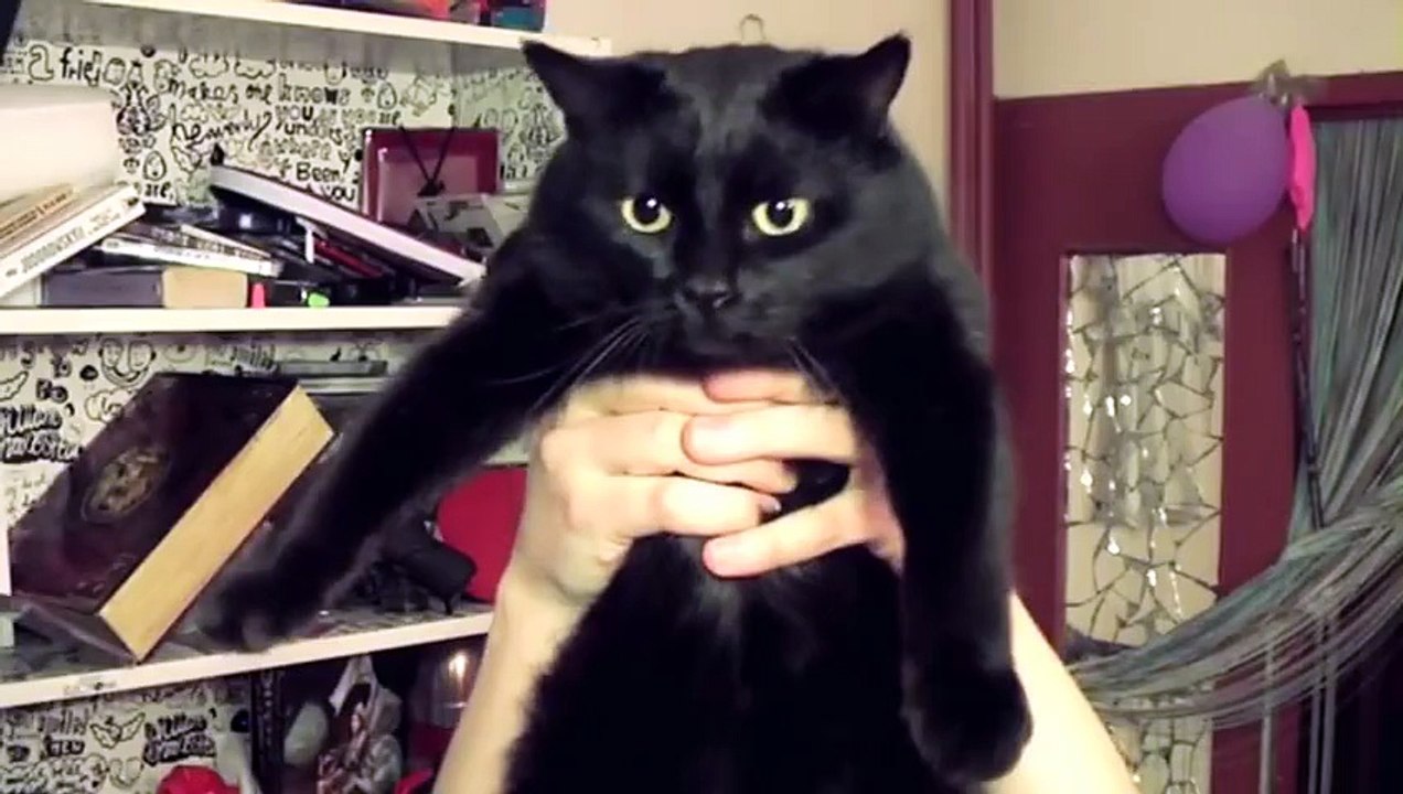 CHAT DANS TOILETTES (AMAZING !)
