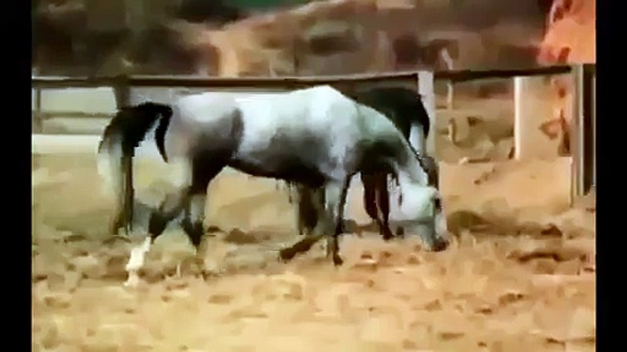 Animals Having Sex Breeding Reproducing Black stallion Horses Mating ~ Best Funny Animals