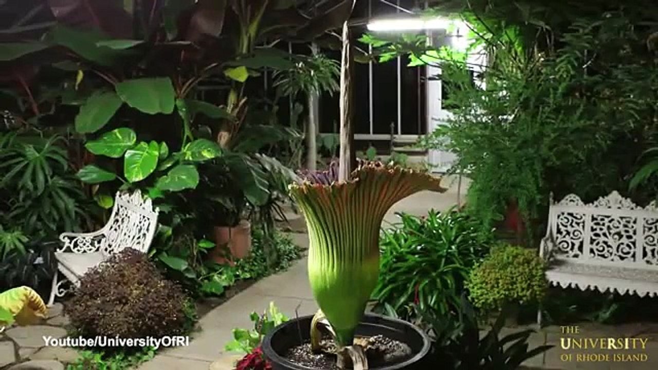 Huge plant that stinks of rotting flesh is set to flower for the first time