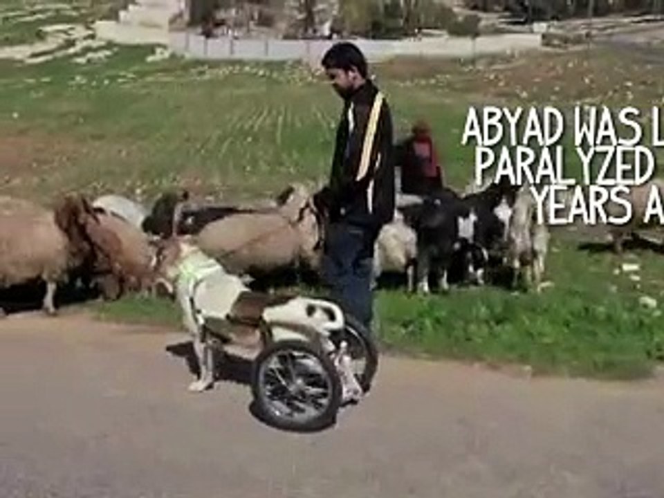 Abyad Sheep On Cycle