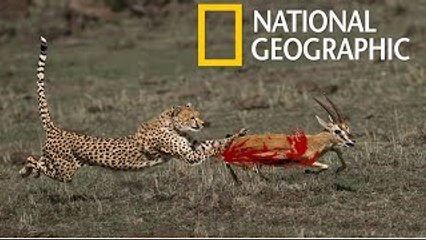 Predator Cheetah vs Antelope (National Geographic)