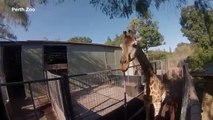 Perth Zoo train Asali to move into the transporter