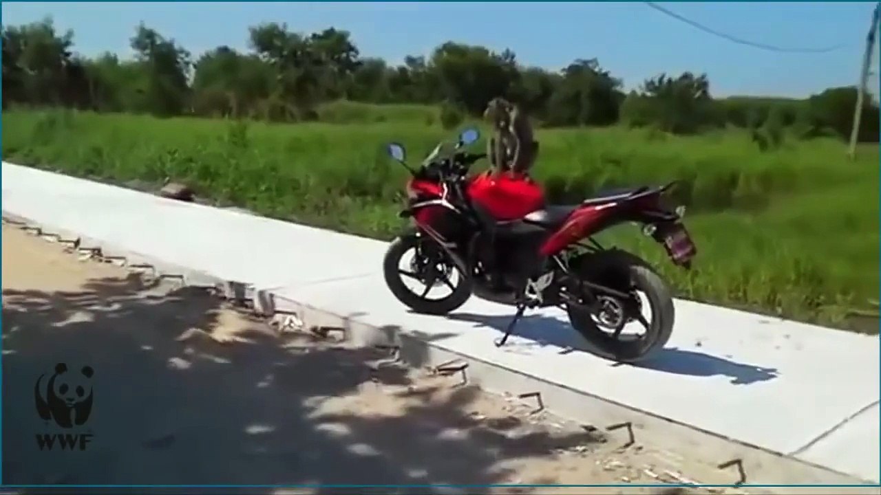 Dude Throws Down On Monkey Carjacker