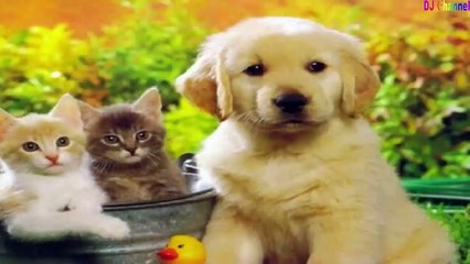 Cún Con Dễ Thương - Nhạc Thiếu Nhi Vui Nhộn Hay Nhất