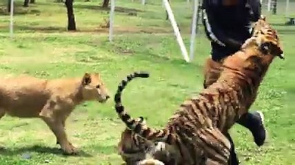 Amazing Trained Tiger