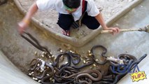 Snake Charmer - Man Gets Far Too Close to These Angry Snakes!