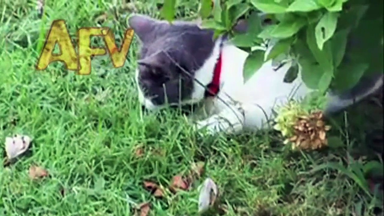Top 10 Curious Cats | Compilation | AFV