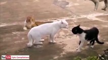 youtube video divertenti gratis gatti divertenti 9