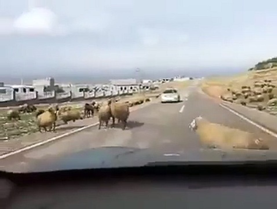 when you cross a Camry with a Ram
