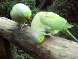 Talking Parrots So COOL!