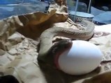Small Snake ate an Egg Bigger Than It . Unbelievable video