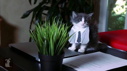 The "Fifty Shades Of Grey" Trailer Is So Much Better With Kittens