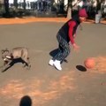 Dog Gets His Ankles Broken After Baller Unleashes Killer Crossover