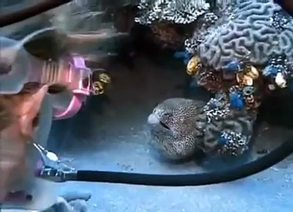Touching Story Of A Woman And Her Eel Best Friend