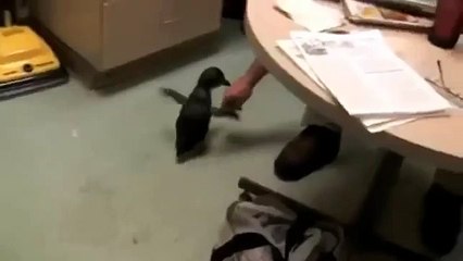 Itâs Nearly Christmas So Enjoy Some Penguin Tickling