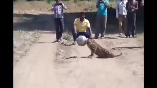 Thirsty Leopard In India Jams Head Into Pot