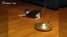 Cats Vs. Shadow Cats Compilation __ NEW HD