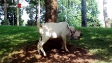Funny Goats - A Funny Goat Videos Compilation __ NEW HD