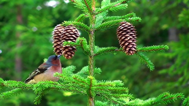 Mondes intérieurs, Mondes extérieurs - Partie 3 - Le serpent et le lotus