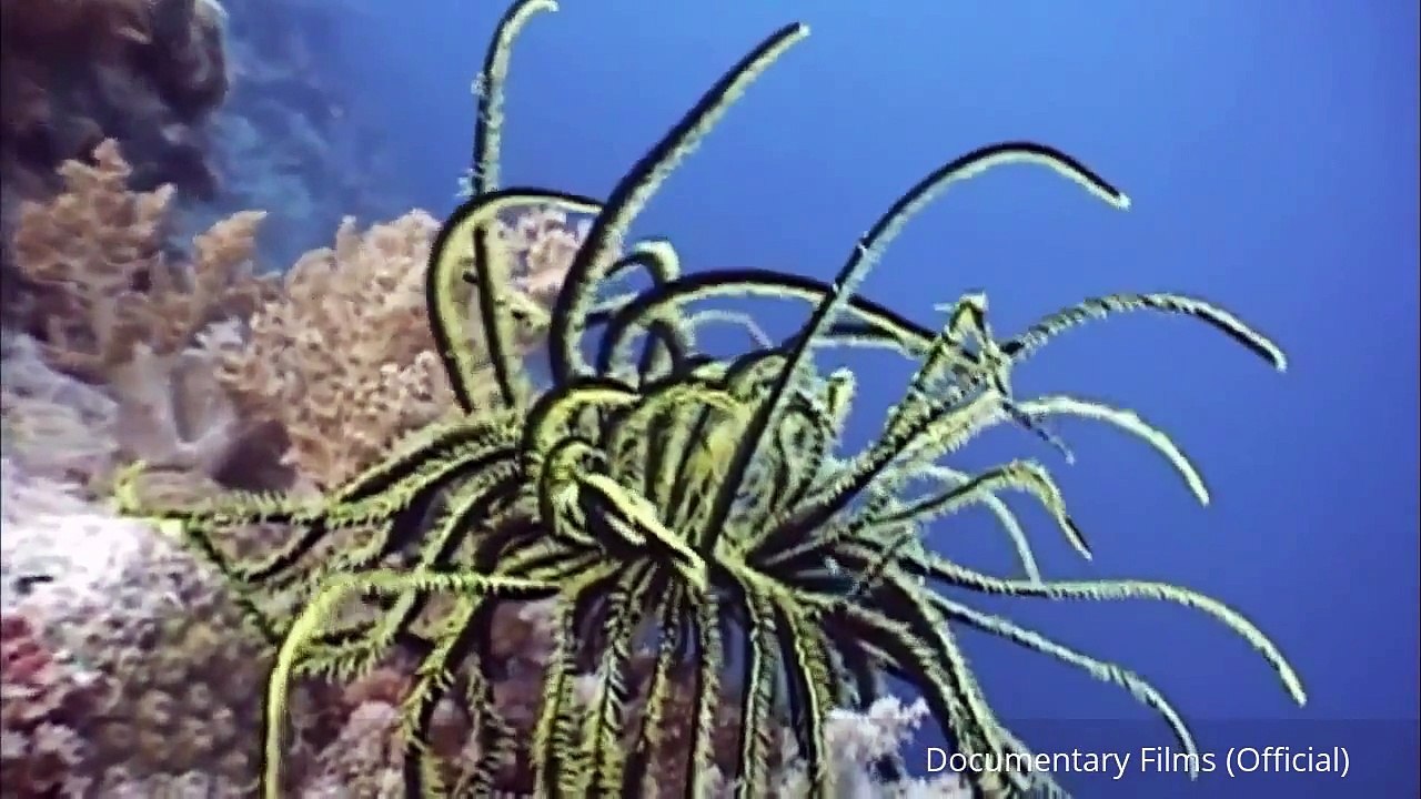 How The Earth Was Made - Mount Everest Documentary - Documentary Films (Official)