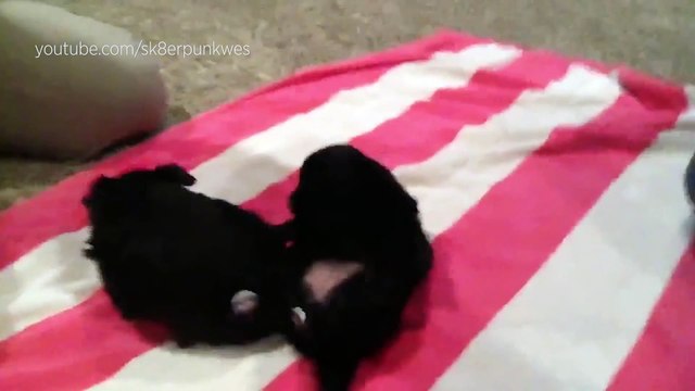 Ces chiens qui restent coincés sur leur dos vont vous faire bien rire