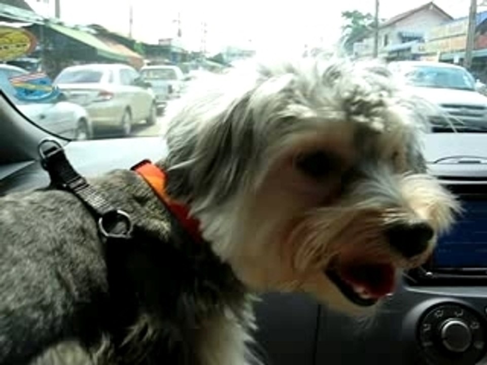 "Pui" Fluffy my puppy 2