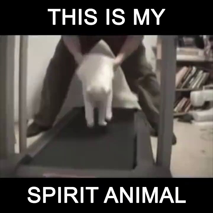 cat hates treadmills