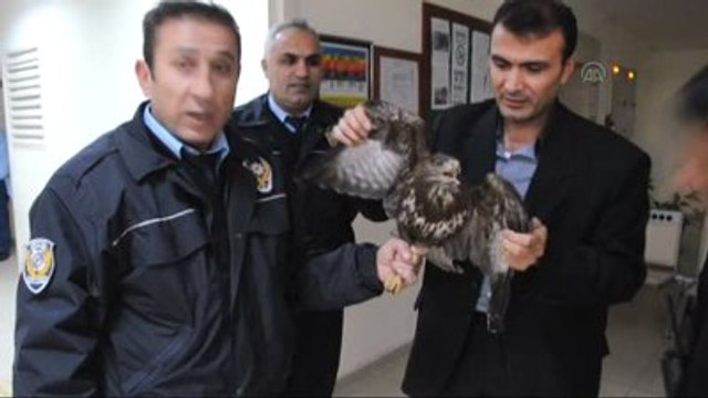 Yaralı Şahine Polis Şefkati