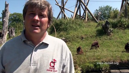 Des caméras capturent un rare moment alors qu'une maman orang-outan met au monde un petit!