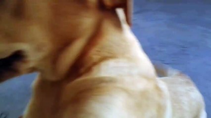 Labrador Retriever your loyal buddy