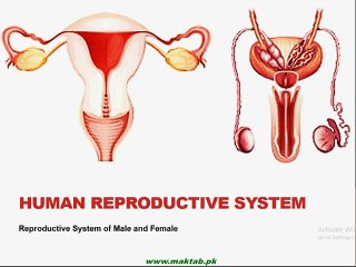 FSc Biology Book2, CH 18, LEC 4; Male and Female Reproductive System