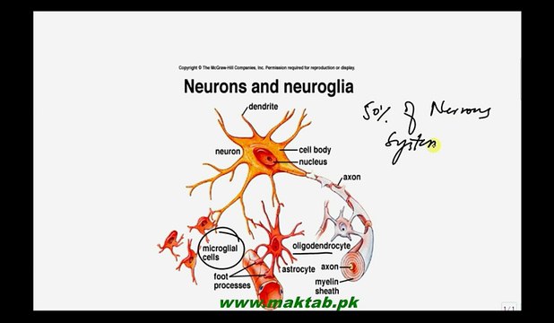 FSc Biology Book2, CH 17, LEC 7, Structure and Types of Neurons