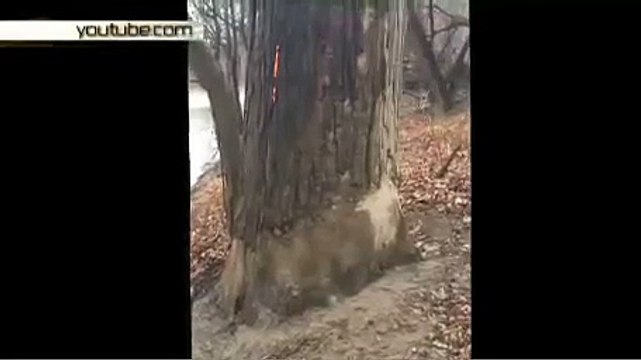 СМИ показали горящее изнутри «дерево дьявола»