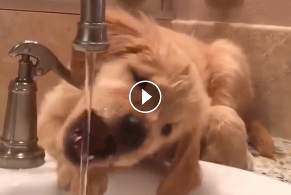 Puppy Drinking Water
