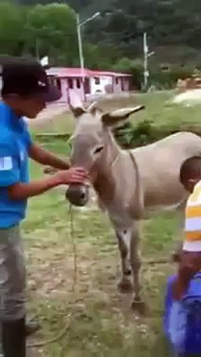 Chalak Donkey funny very funny