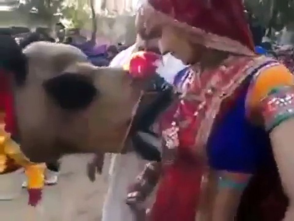 Camel drinking milk