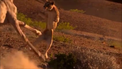 Most Awesome And Amazing Animal Fighting HD Video