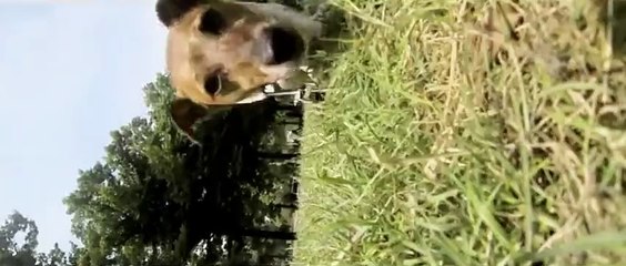 Helmut - Metro boulot disco