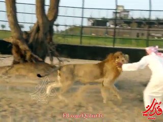 Arab and Lion - who wins _
