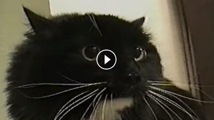 14 Weird Sounds Cats Make