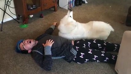 Playing Dead with my cute dog