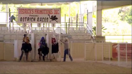 Funny Ostrich race and crazy FAIL