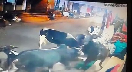 Bull entered in sarhind shop