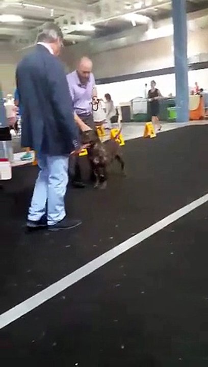 91 ST INTERNATIONAL DOG SHOW LUXEMBOURG