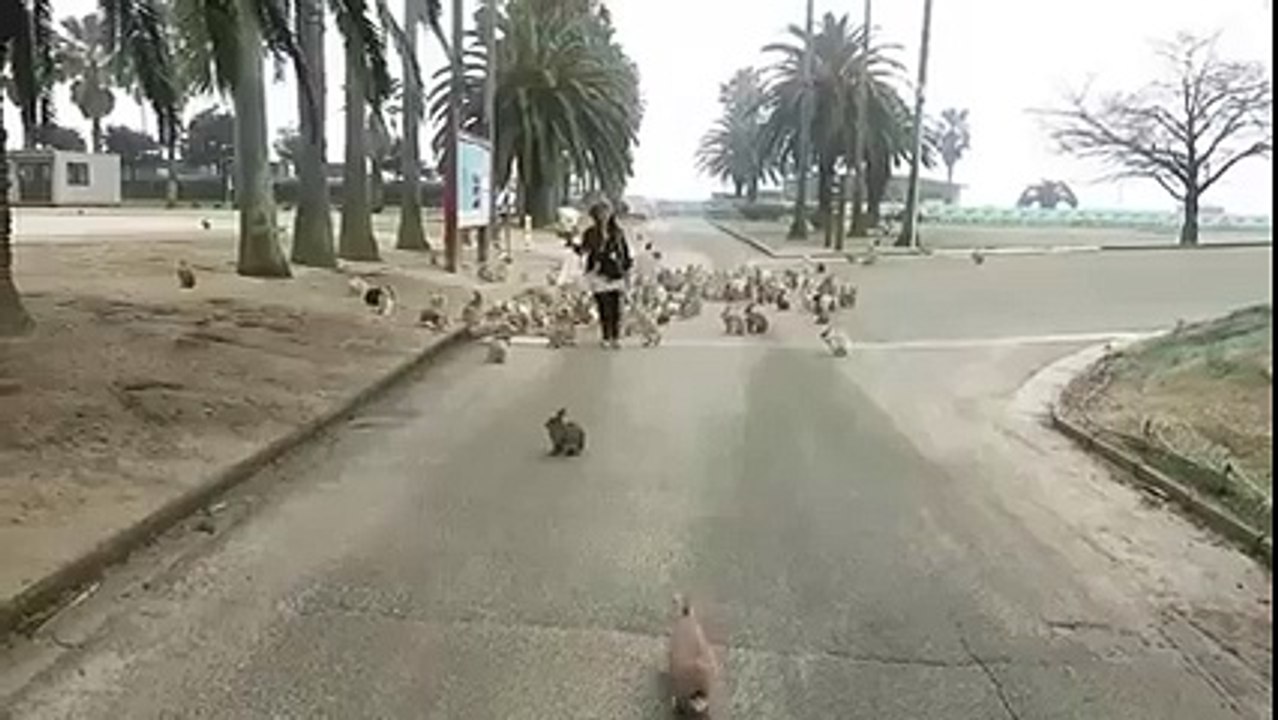 amazing funny video