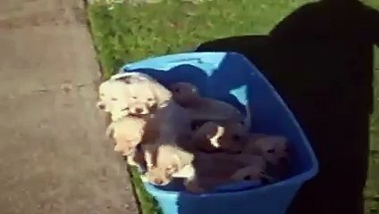 Nine Puppies Take Simultaneous Pee Break Funny Video