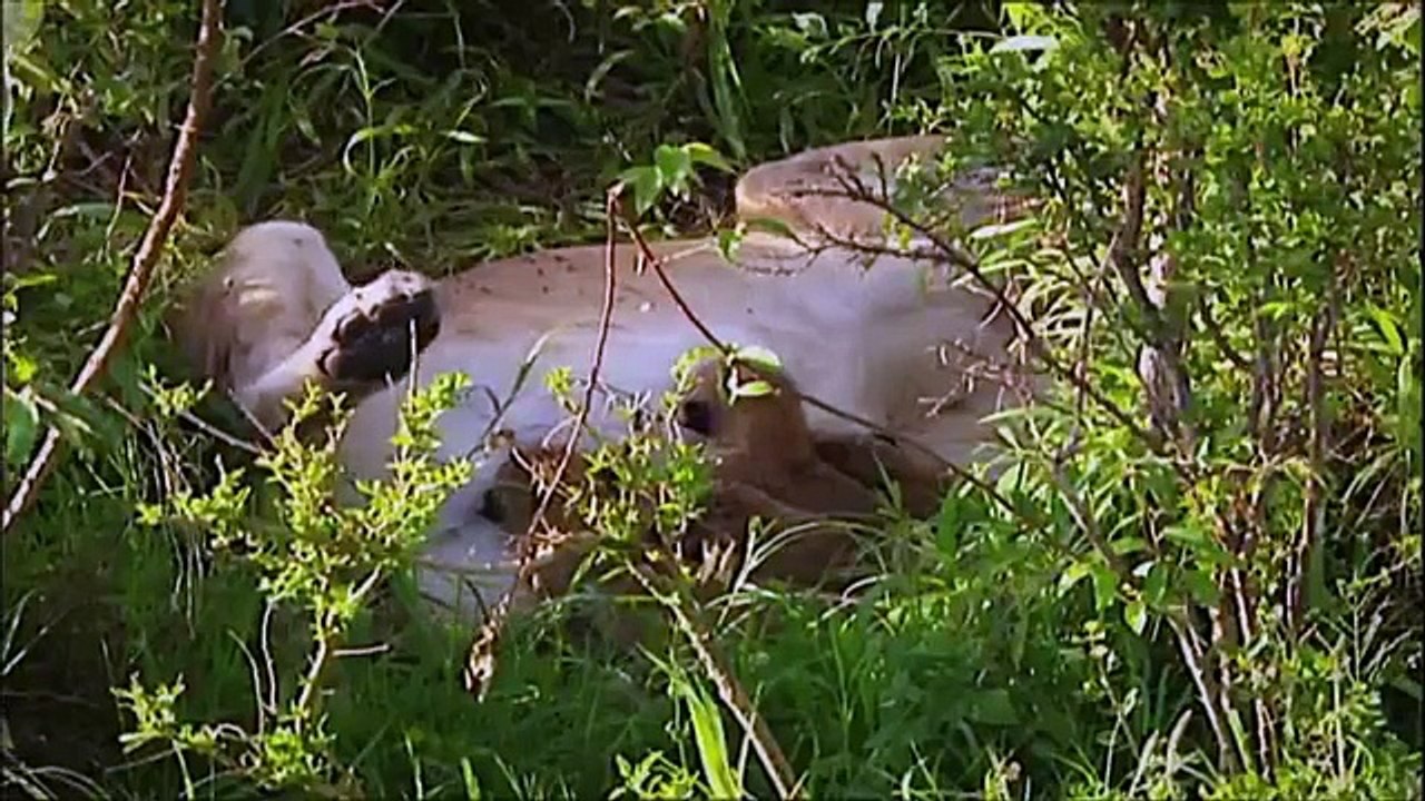 NATURE   Born Wild  The First Days of Life   Lion CUBS