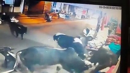 Bull entered in sarhind shop