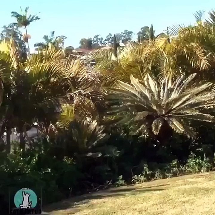 Thug Life Surfing Cat - c